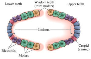 wisdom_teeth